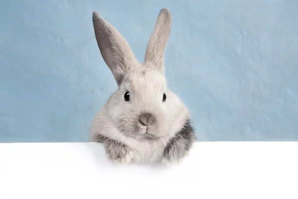 Küçük tavşan ve boş levha