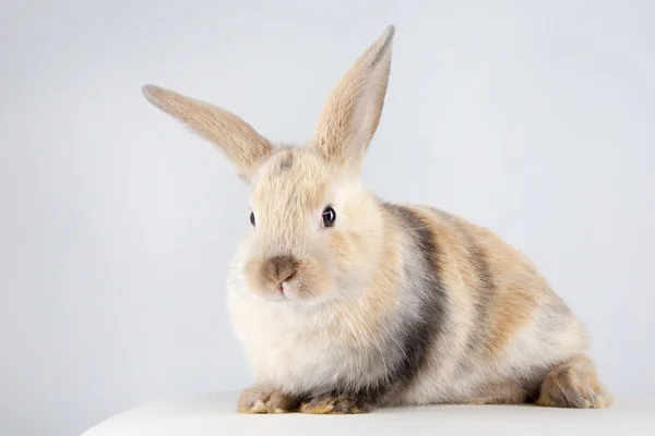 Kaninchen auf weiß — Stockfoto