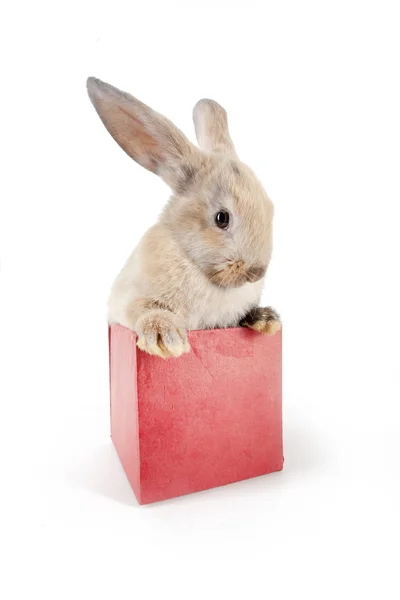 Кролик в красной коробке — стоковое фото