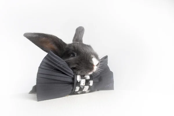 Küçük kabarık siyah tavşan — Stok fotoğraf