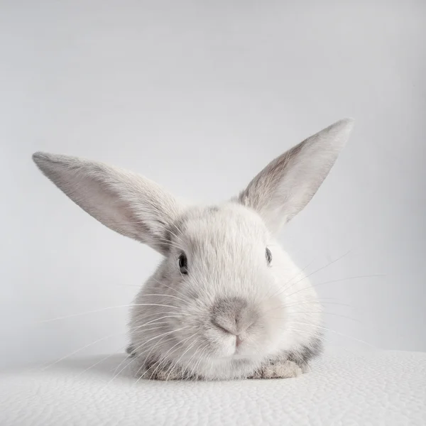 Conejo conejo en blanco —  Fotos de Stock