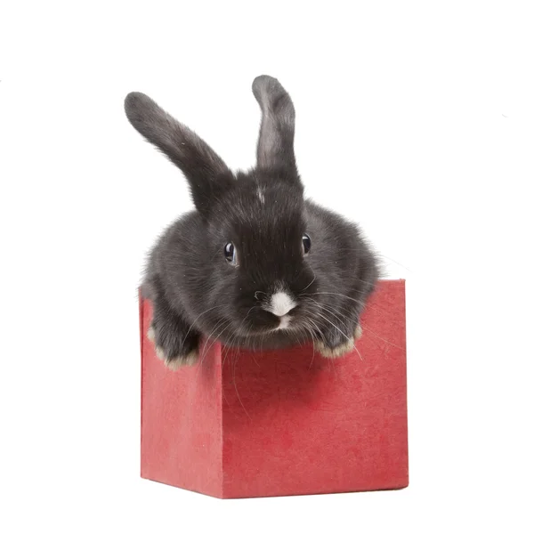 Petit lapin dans une boîte rouge — Photo