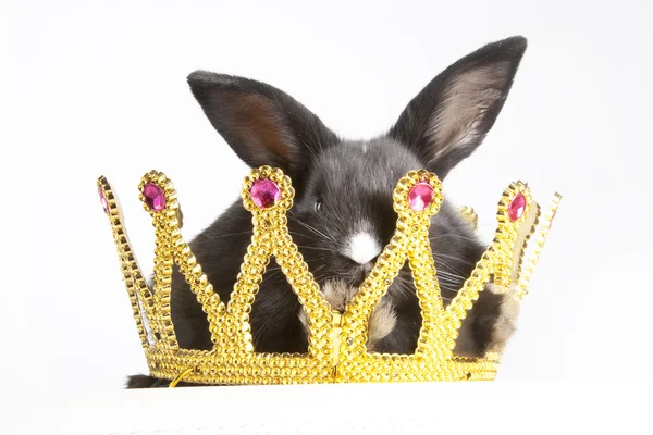 Little rabbit in a crown — Stock Photo, Image