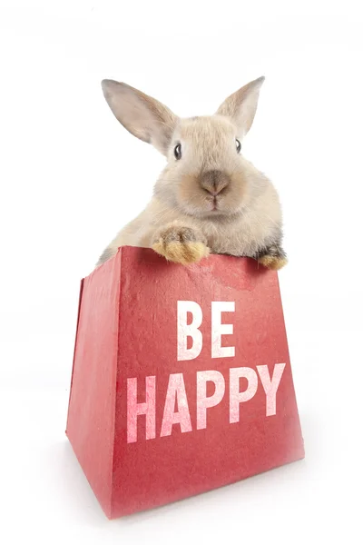 Rabbit in a red box — Stock Photo, Image