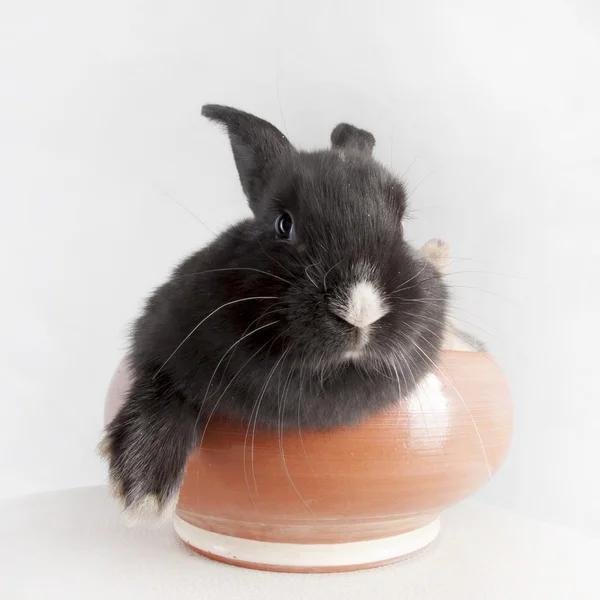 Kaninchen in einer Keramikschale — Stockfoto