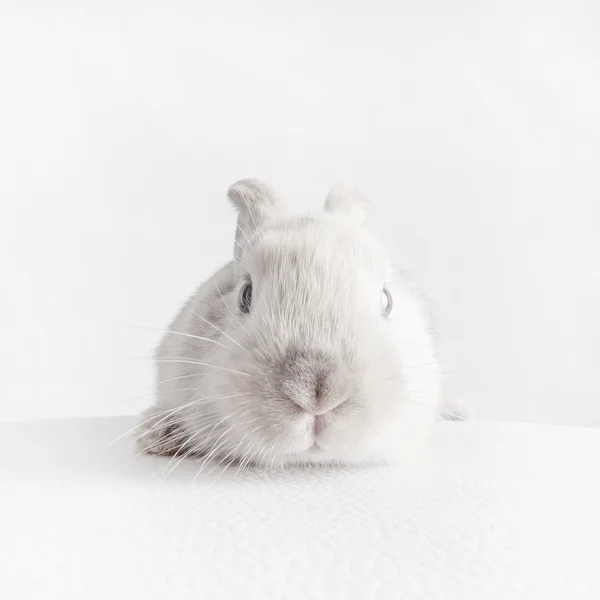 Кролик на білому — стокове фото