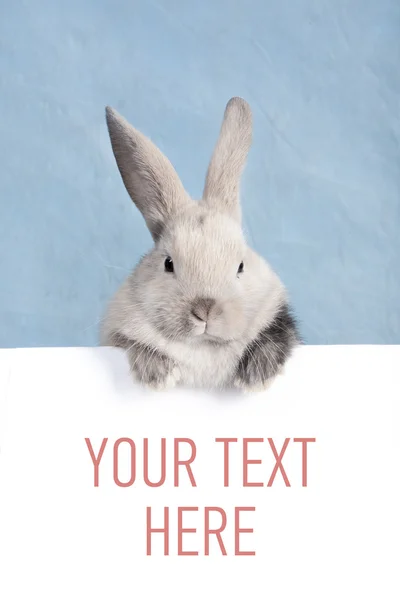Küçük tavşan ve boş levha
