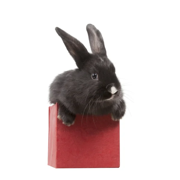 Little rabbit in a red box — Stock Photo, Image