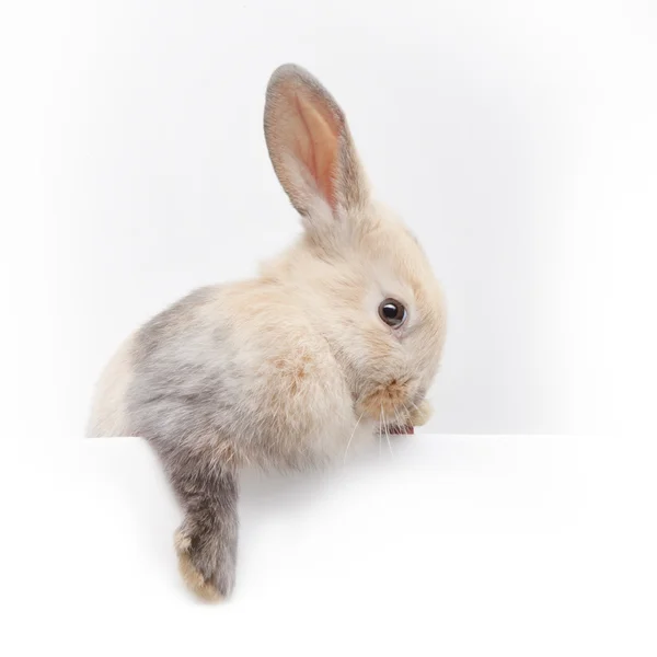 Bunny innehar en tom platta — Stockfoto