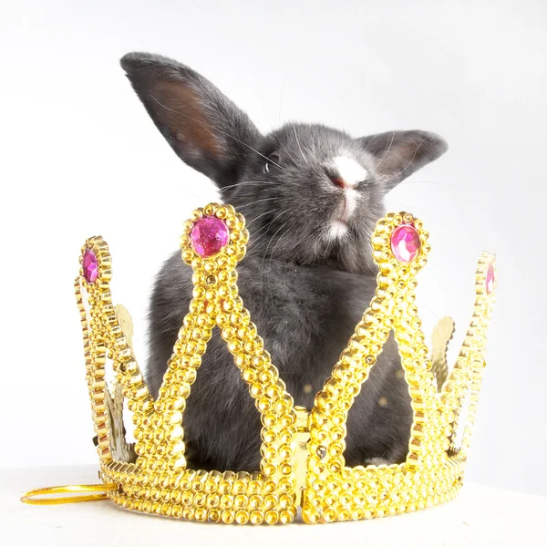 Little rabbit in a crown — Stock Photo, Image