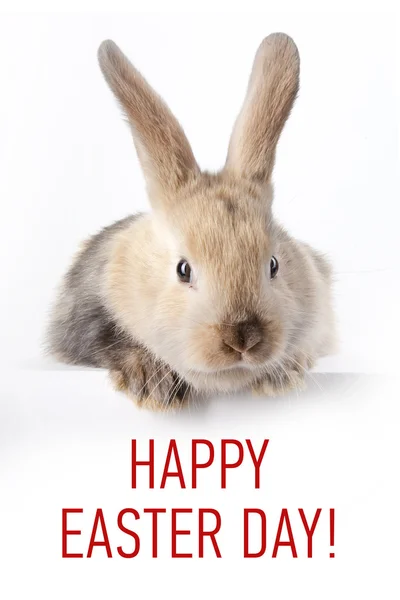 Little bunny with text — Stock Photo, Image