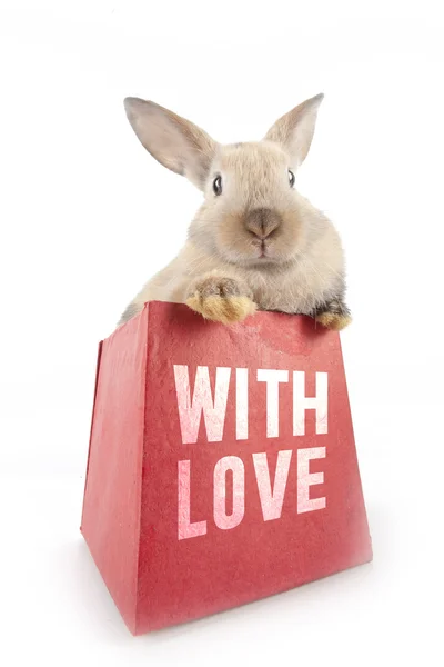 Rabbit in a red box — Stock Photo, Image