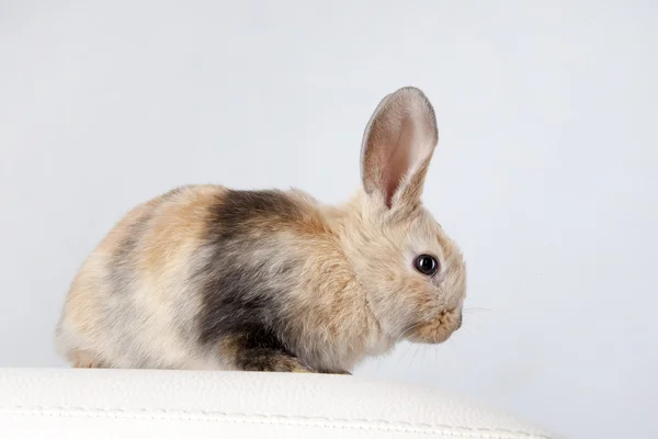 Coelho de coelho branco — Fotografia de Stock