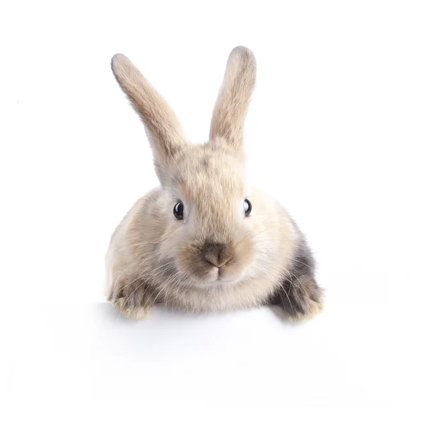 Pequeno coelhinho e prato vazio — Fotografia de Stock