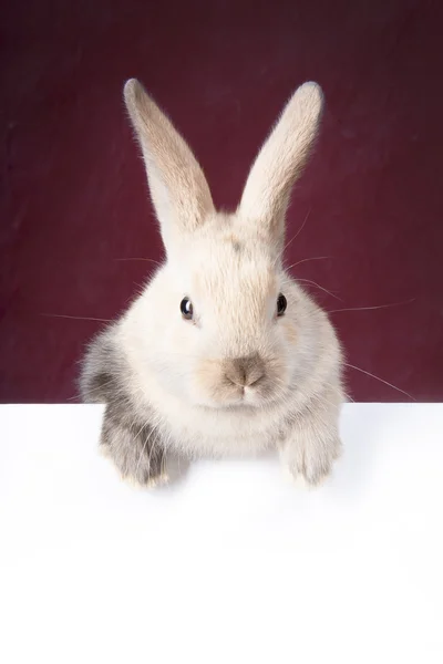 Piccolo coniglietto e piatto vuoto — Foto Stock