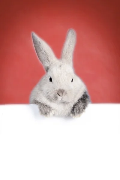 Little bunny and empty plate — Stock Photo, Image