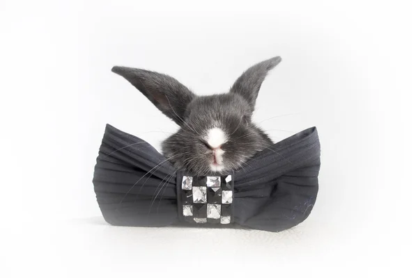 Petit lapin noir moelleux — Photo