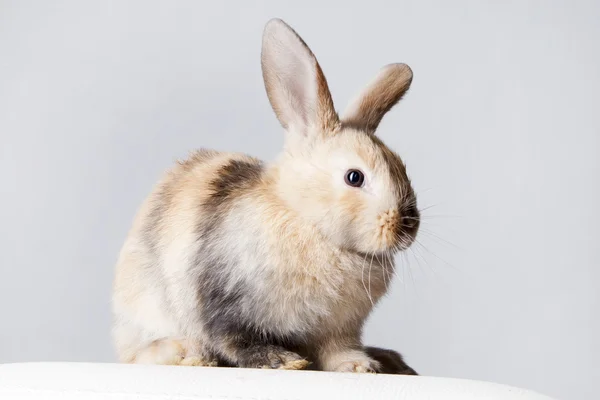 白のウサギ — ストック写真