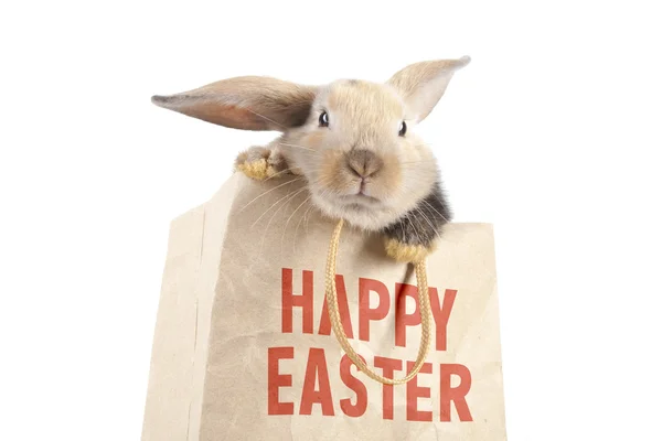 Rabbit in a paper bag — Stock Photo, Image