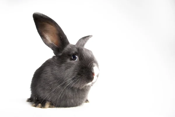 Kleines, flauschiges schwarzes Kaninchen — Stockfoto