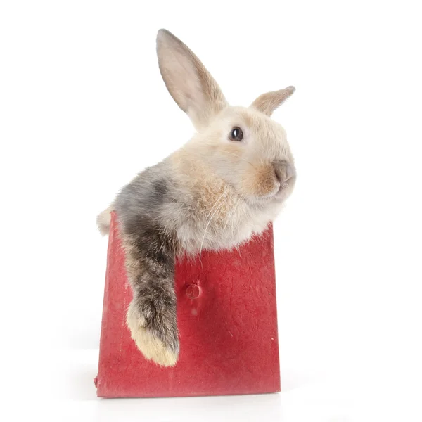 Lapin dans une boîte rouge — Photo