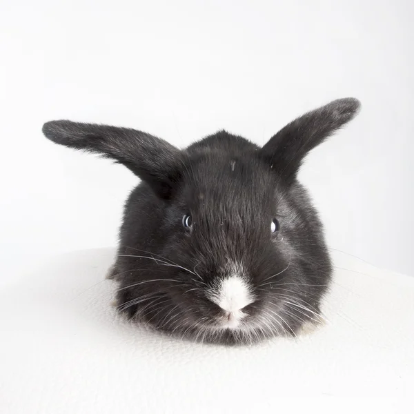 Small fluffy black rabbit — Stock Photo, Image