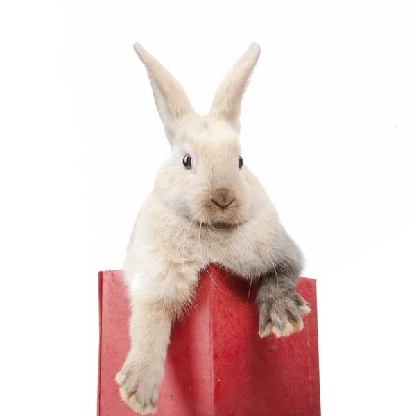 Pequeño conejo en una caja roja — Foto de Stock