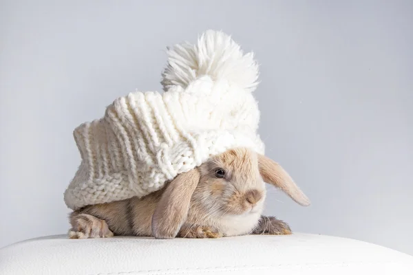 Rabbit in a knitted cap — Stock Photo, Image