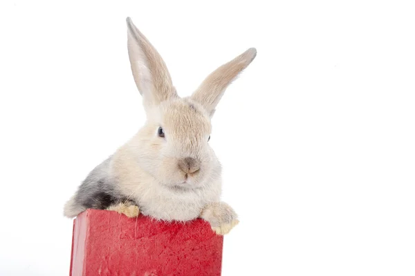 Kaninchen in einer roten Schachtel — Stockfoto
