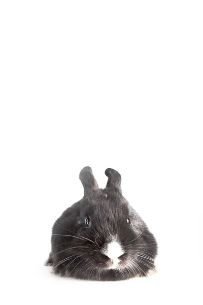 Small fluffy black rabbit — Stock Photo, Image