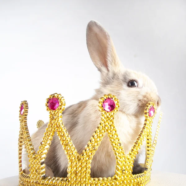 Little rabbit in a crown — Stock Photo, Image