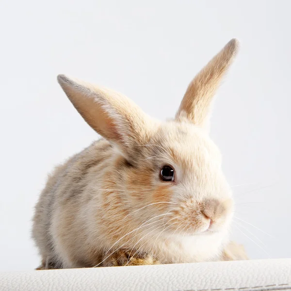 Bunny rabbit on white — Stock Photo, Image