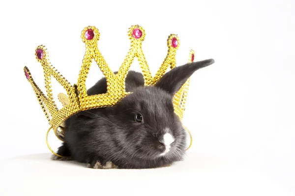 Little rabbit in a crown — Stock Photo, Image