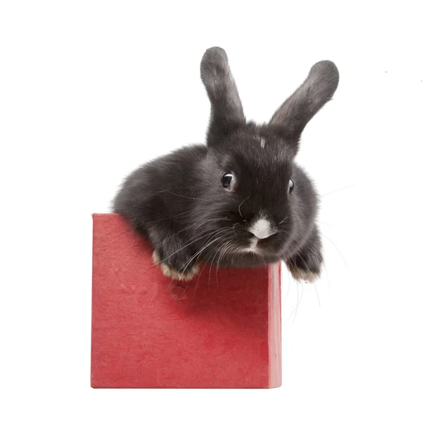 Kleines Kaninchen in roter Schachtel — Stockfoto