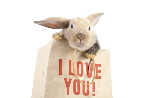 Rabbit in a paper bag — Stock Photo, Image