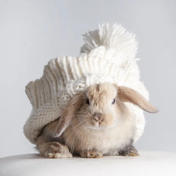 Coelho em um gorro tricotado — Fotografia de Stock