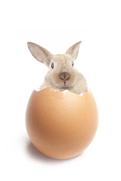 Złamane jaj na biały — Zdjęcie stockowe