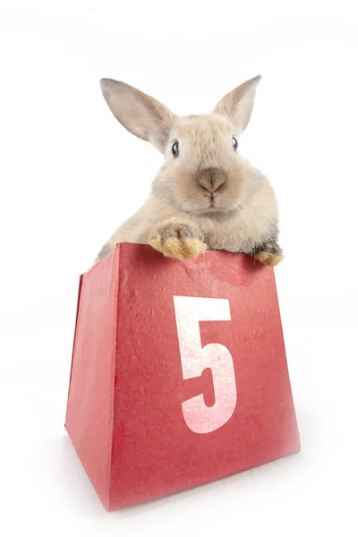 Tavşan kırmızı bir kutu içinde — Stok fotoğraf