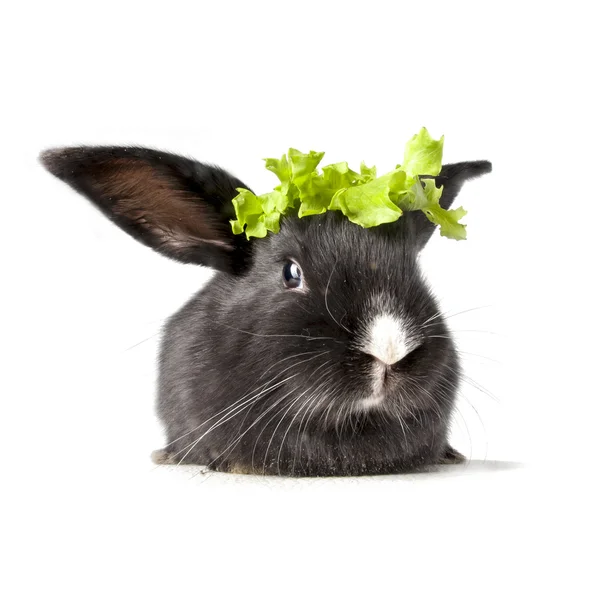 Küçük tavşan ve yaprak — Stok fotoğraf