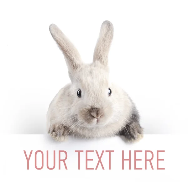 Petit lapin avec texte — Photo