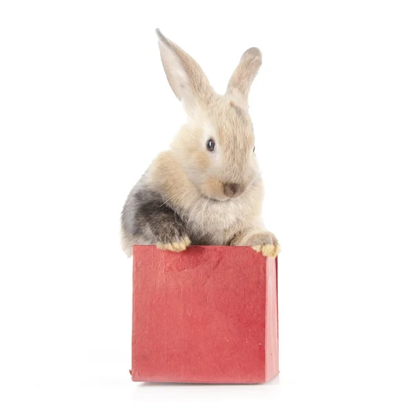 Conejo en una caja roja — Foto de Stock