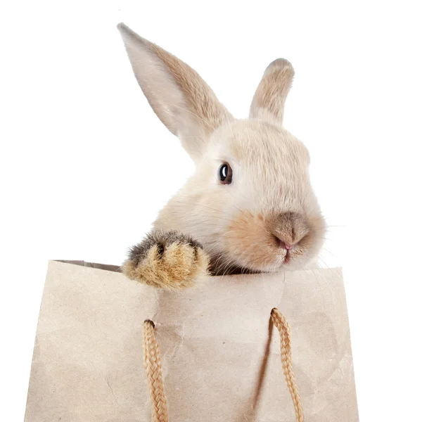 Kaninchen in einer Papiertüte — Stockfoto