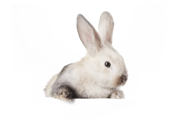 Little bunny and empty plate — Stock Photo, Image