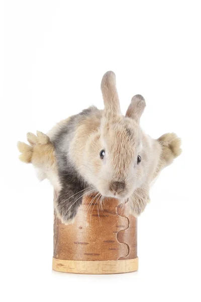Pequeño conejo en una caja — Foto de Stock