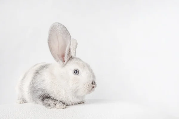 Bunny rabbit on white — Stock Photo, Image