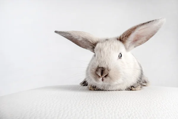 Bunny rabbit on white — Stock Photo, Image