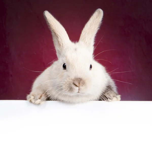 Küçük tavşan ve boş levha — Stok fotoğraf