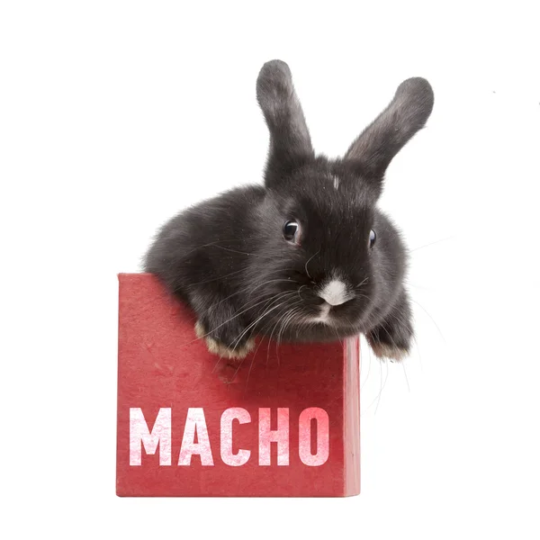 Little rabbit in a red box — Stock Photo, Image