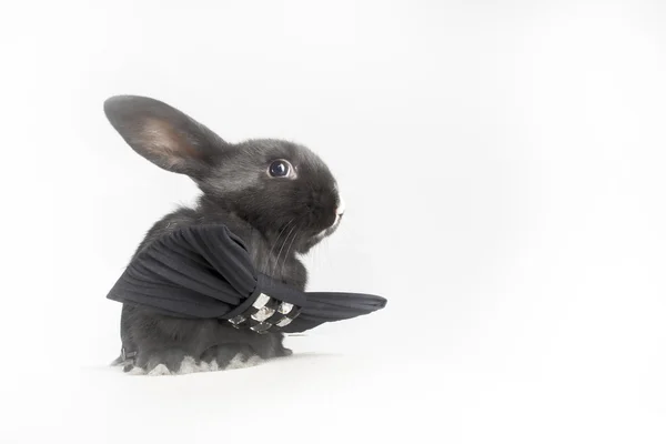 Kleine pluizig zwart konijn — Stockfoto