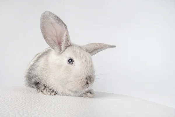 Bunny rabbit on white — Stock Photo, Image